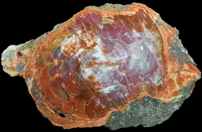 Brilliant, Polished Arizona Petrified Wood Round #52856